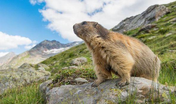 Groundhog Day: Why Celebrate a Rodent?