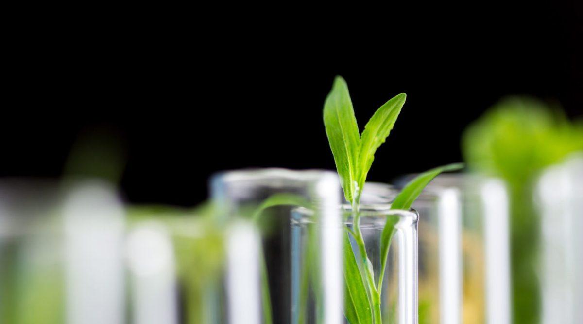 Green fresh plant in glass test tube on dark background. Close up macro.