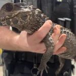 Deputies captured a missing caiman in a creek behind homes in Cleveland County, Oklahoma