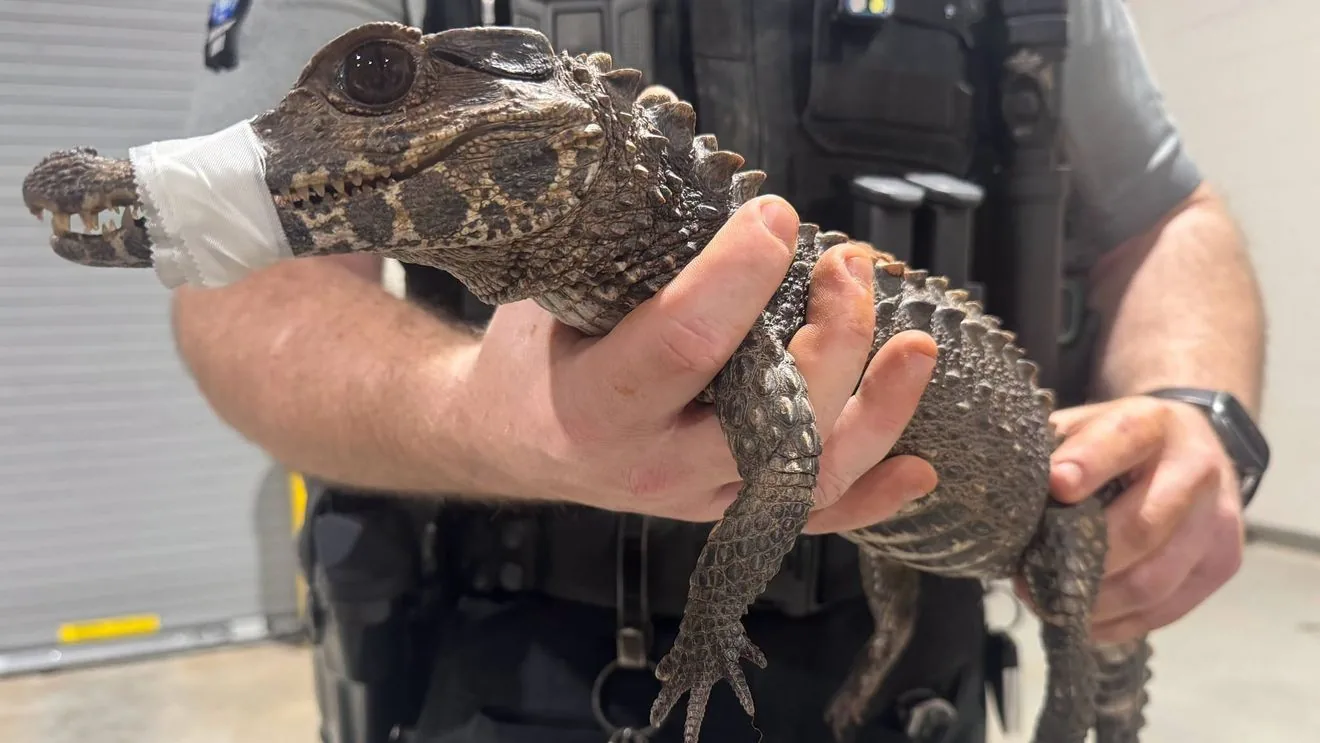 Deputies captured a missing caiman in a creek behind homes in Cleveland County, Oklahoma