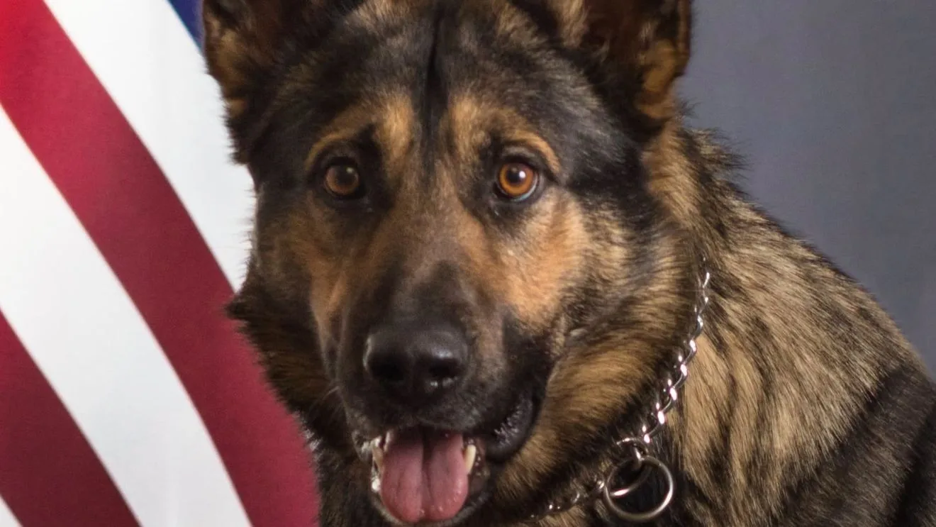 Police dog Gino, the Vinton Police Department’s first K nine, remembered after his death